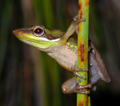 2015-01-28 Litoria olongburensis