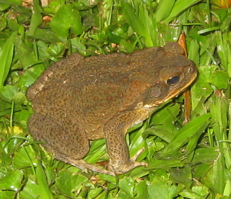 CaneToad
