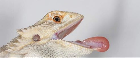 CentralBeardedDragon