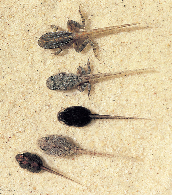 Common Eastern Froglet dorsal view showing variation