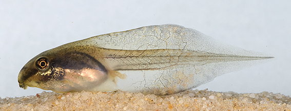 Dwarf Tree Frog Litoria fallax colour variation