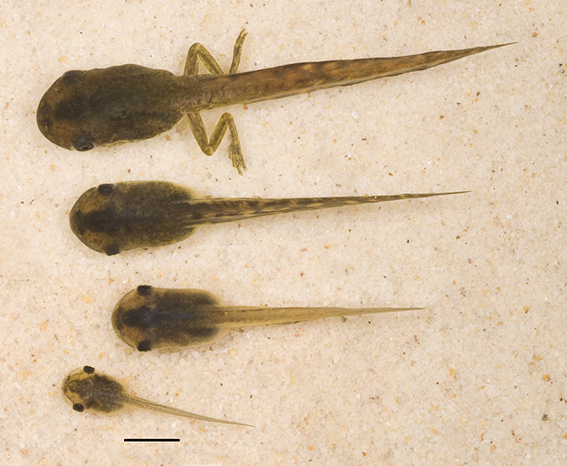 Dwarf Tree Frog Litoria fallax dorsal view