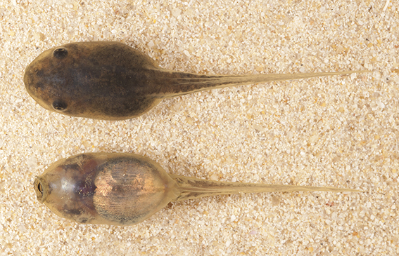 Green Tree Frog Litoria caerulea dorsal and ventral view