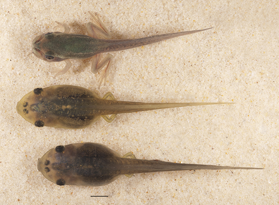 Green and Golden Bell Frog Litoria aurea dorsal view