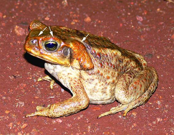 Rhinella marina (Cane Toad)