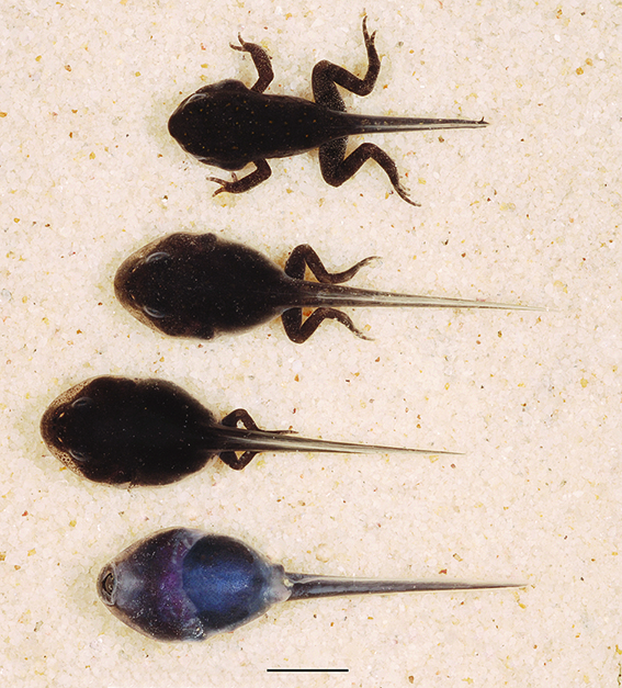 Cane Toad Rhinella marina dorsal and ventral view