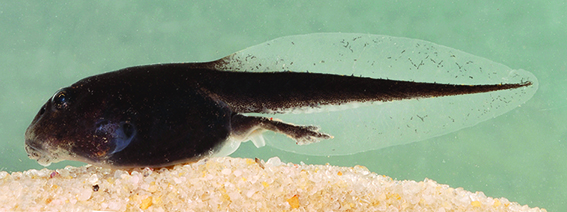 Cane Toad Rhinella marina