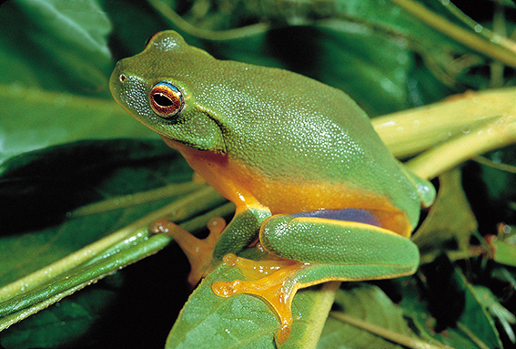 Dainty Tree Frog Litoria gracilenta adult