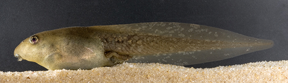 Eastern Banjo Frog Limnodynastes dumerilii