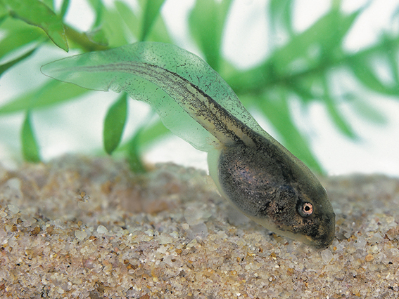 Green tree Frog Litoria caerulea