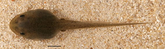 Striped Marsh Frog Limnodynastes peronii