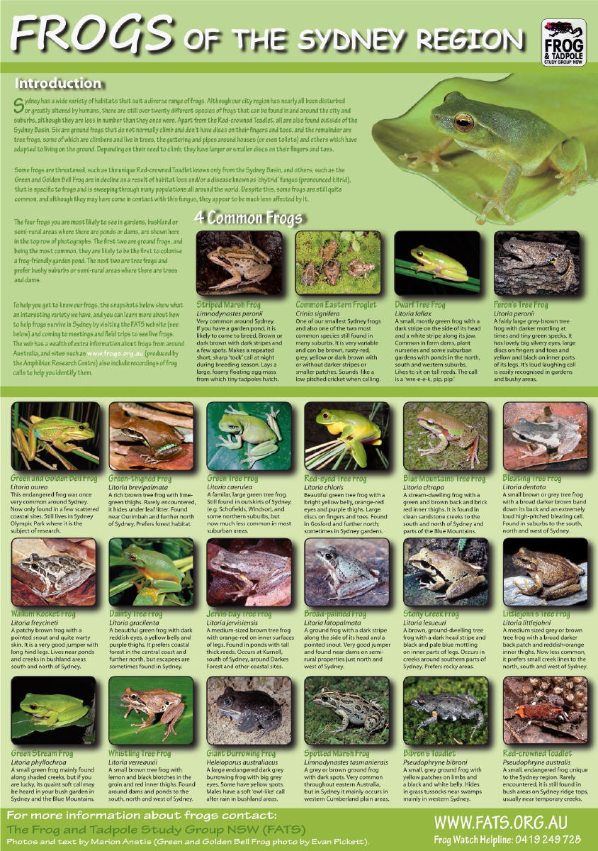 Frogs of Sydney Region
